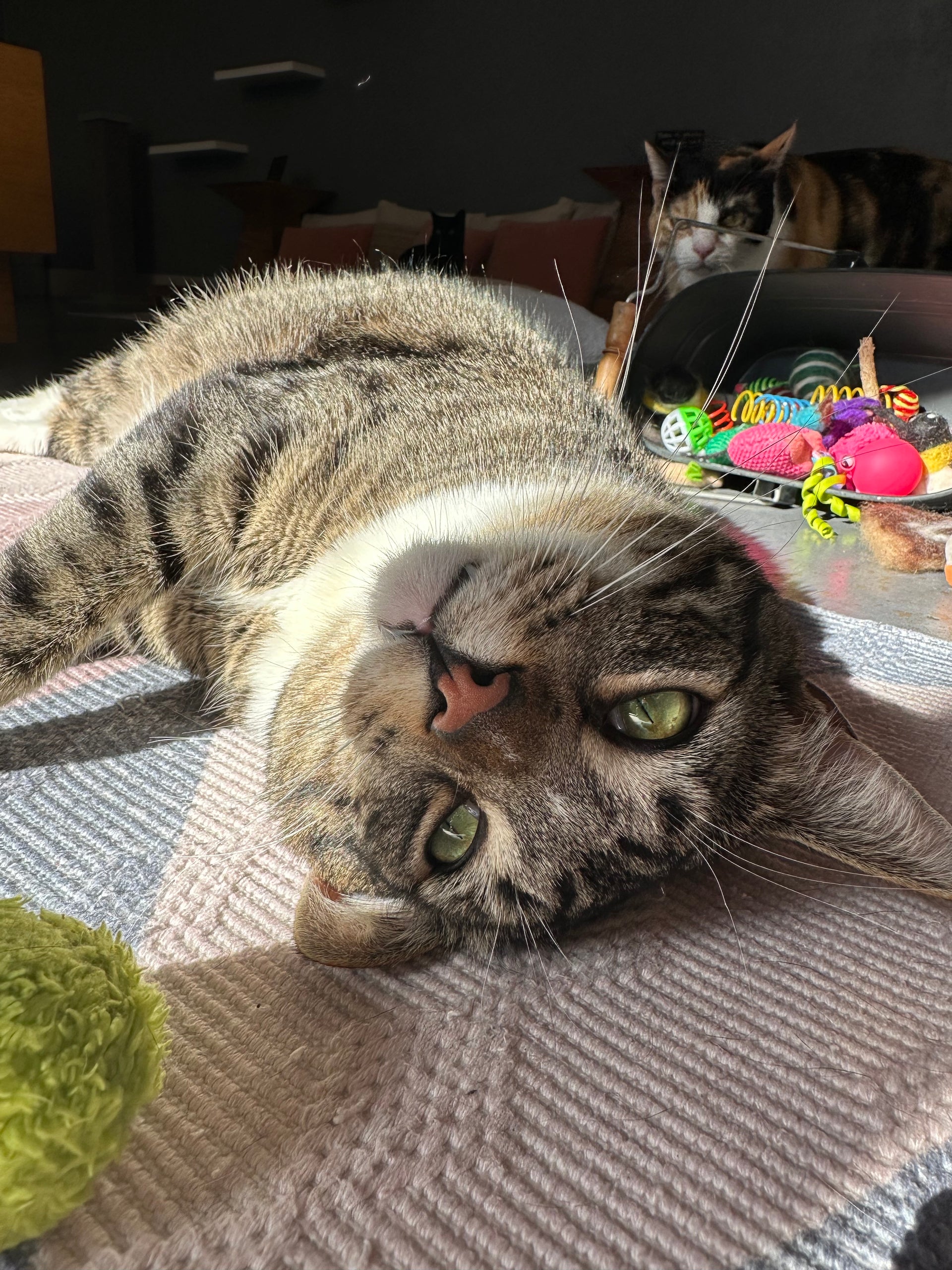 Meet our New Foster Kitties!