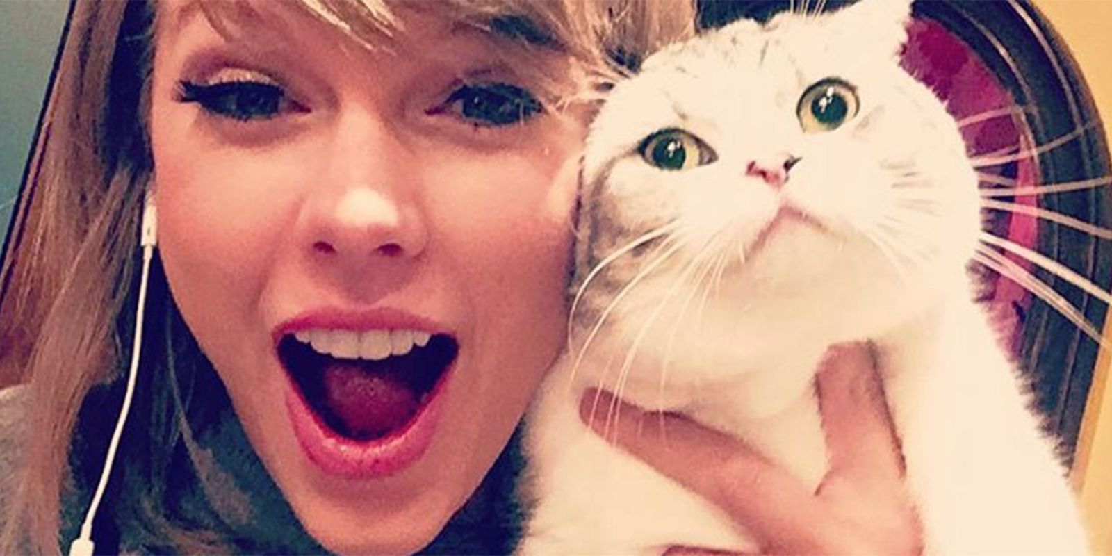 Our Cats Favorite Taylor Swift Songs From Fearless