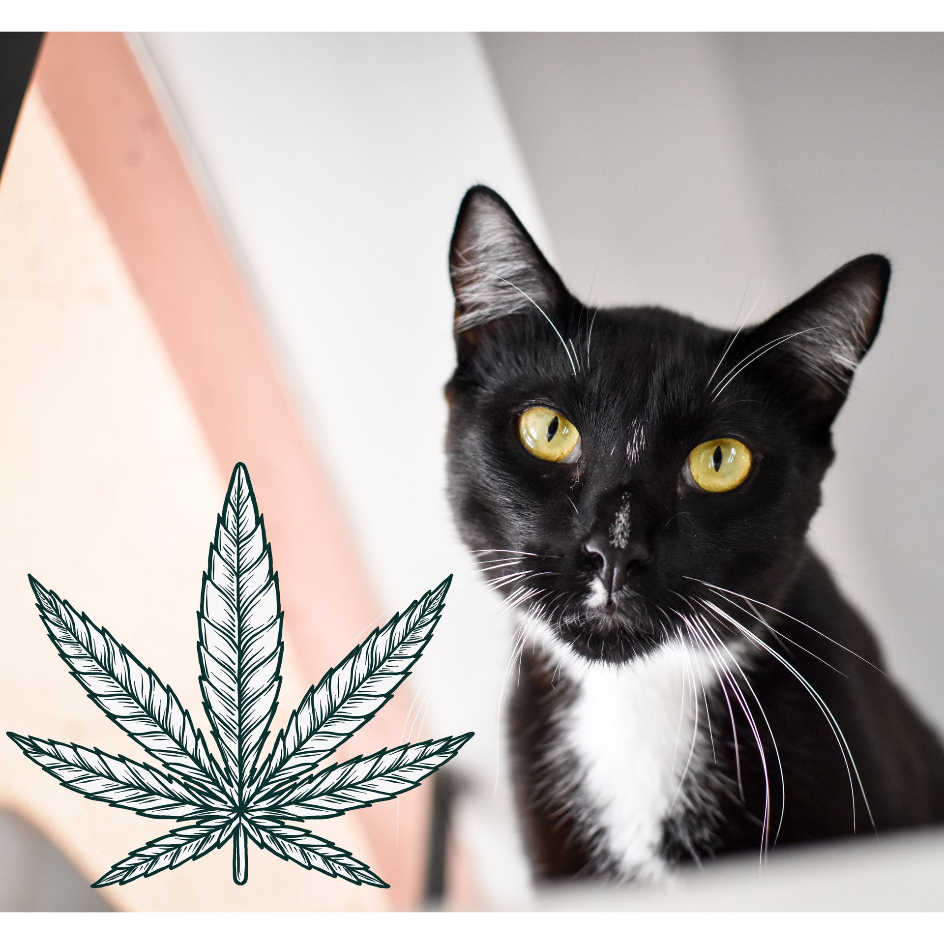 CBD Hemp Oil for Cats 101