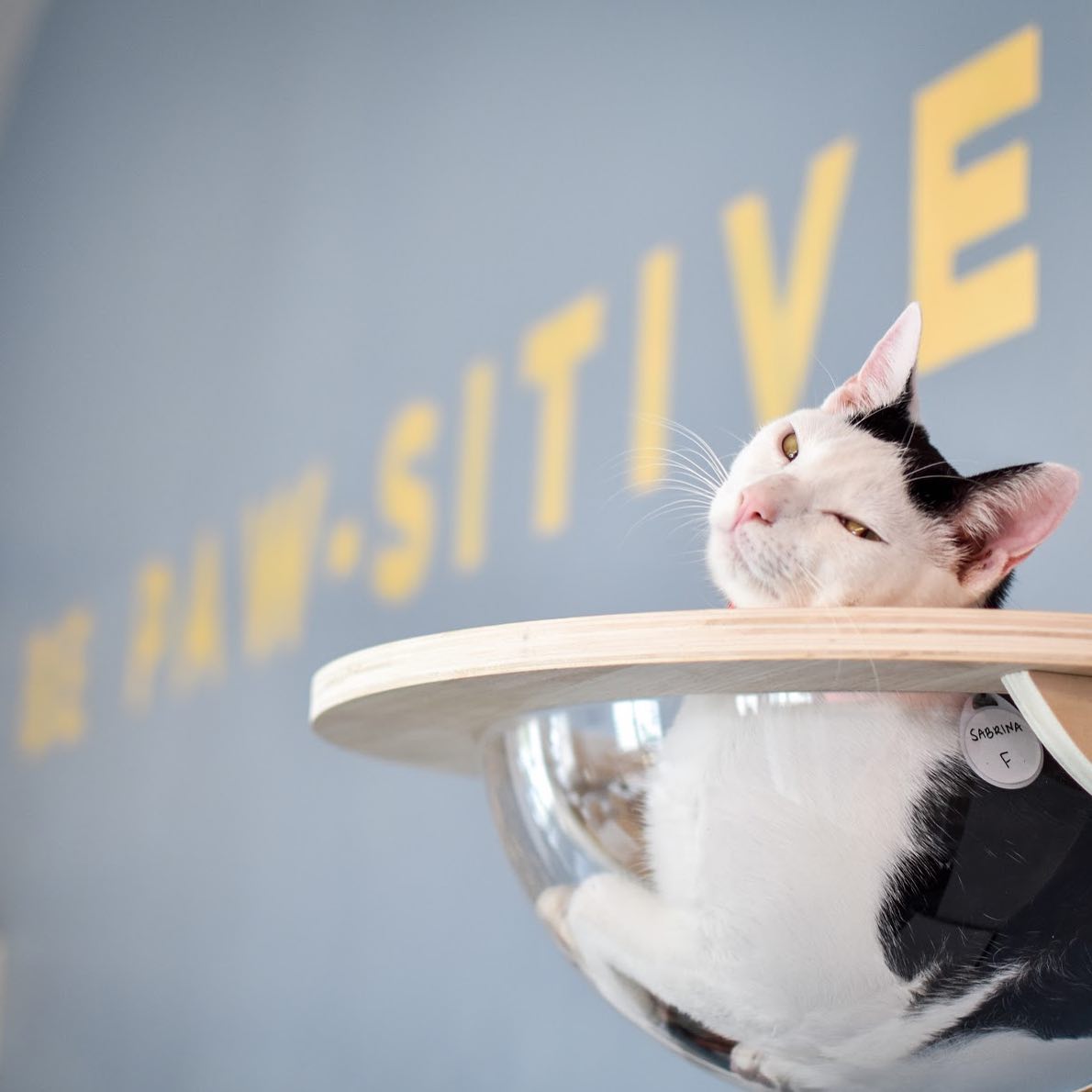 How Does a Cat Cafe Work? -  FAQ's Cat Therapy