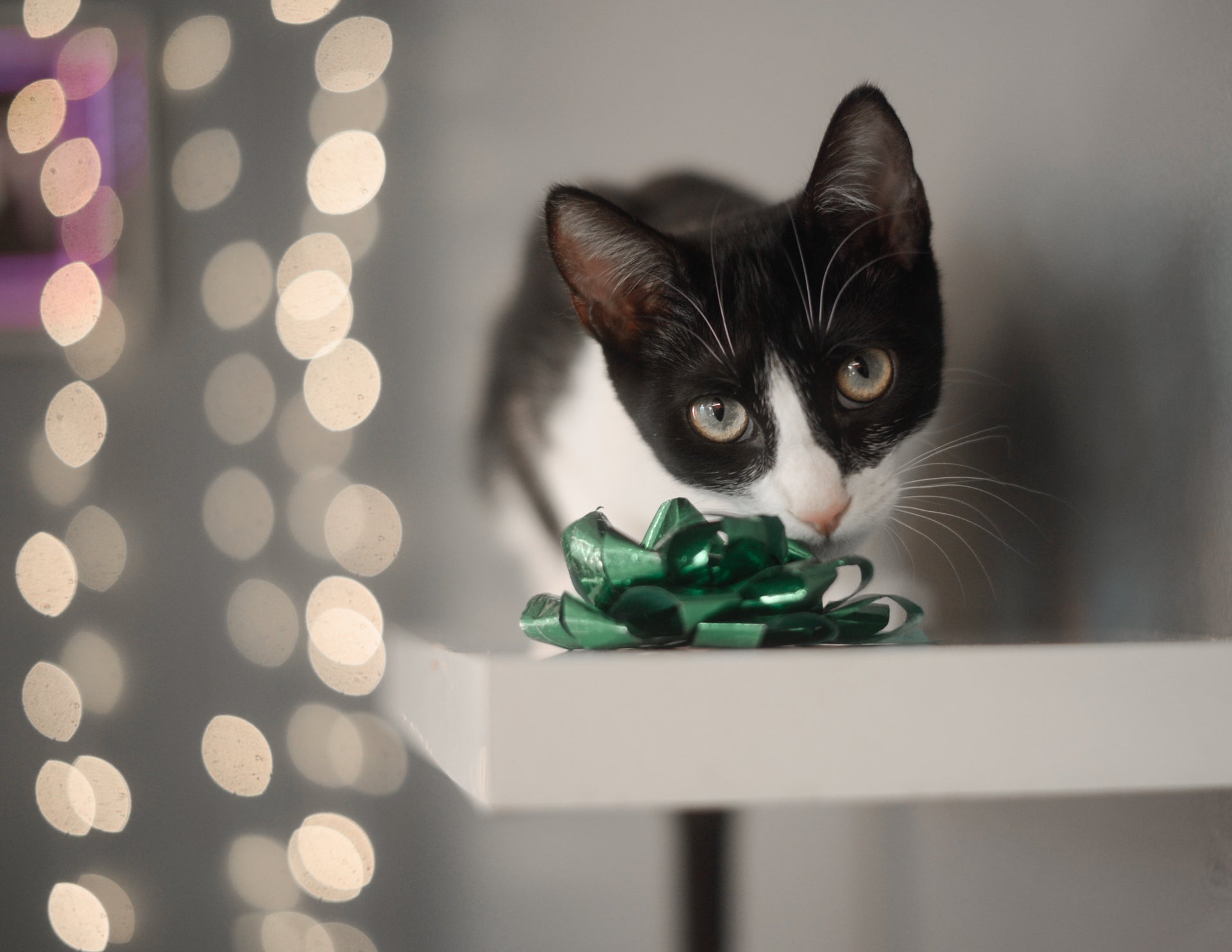 The Ultimate Cat Lover's Holiday Gift Guide 😻