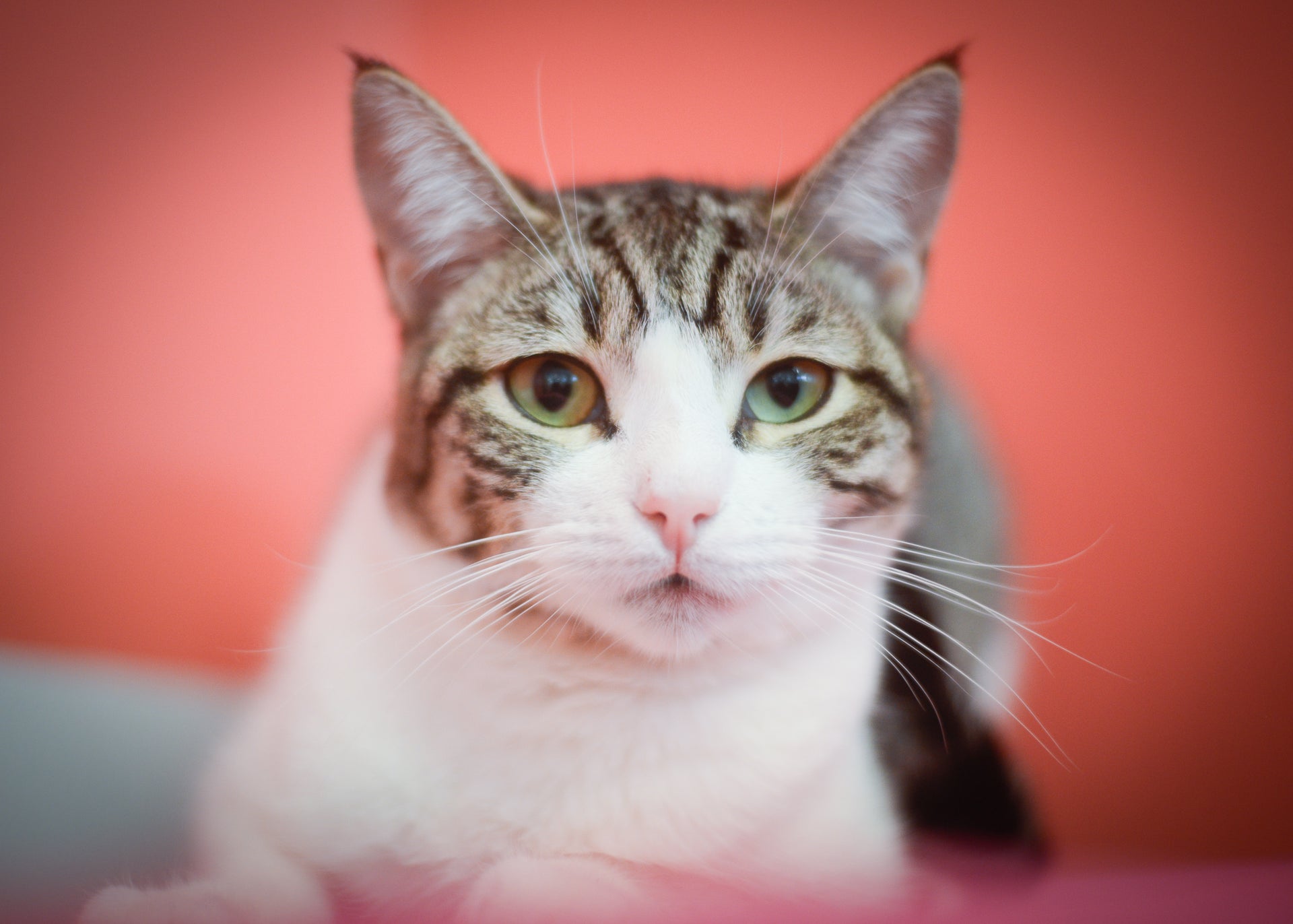 Adoptable Cat Highlight: Joey & Ray Ray