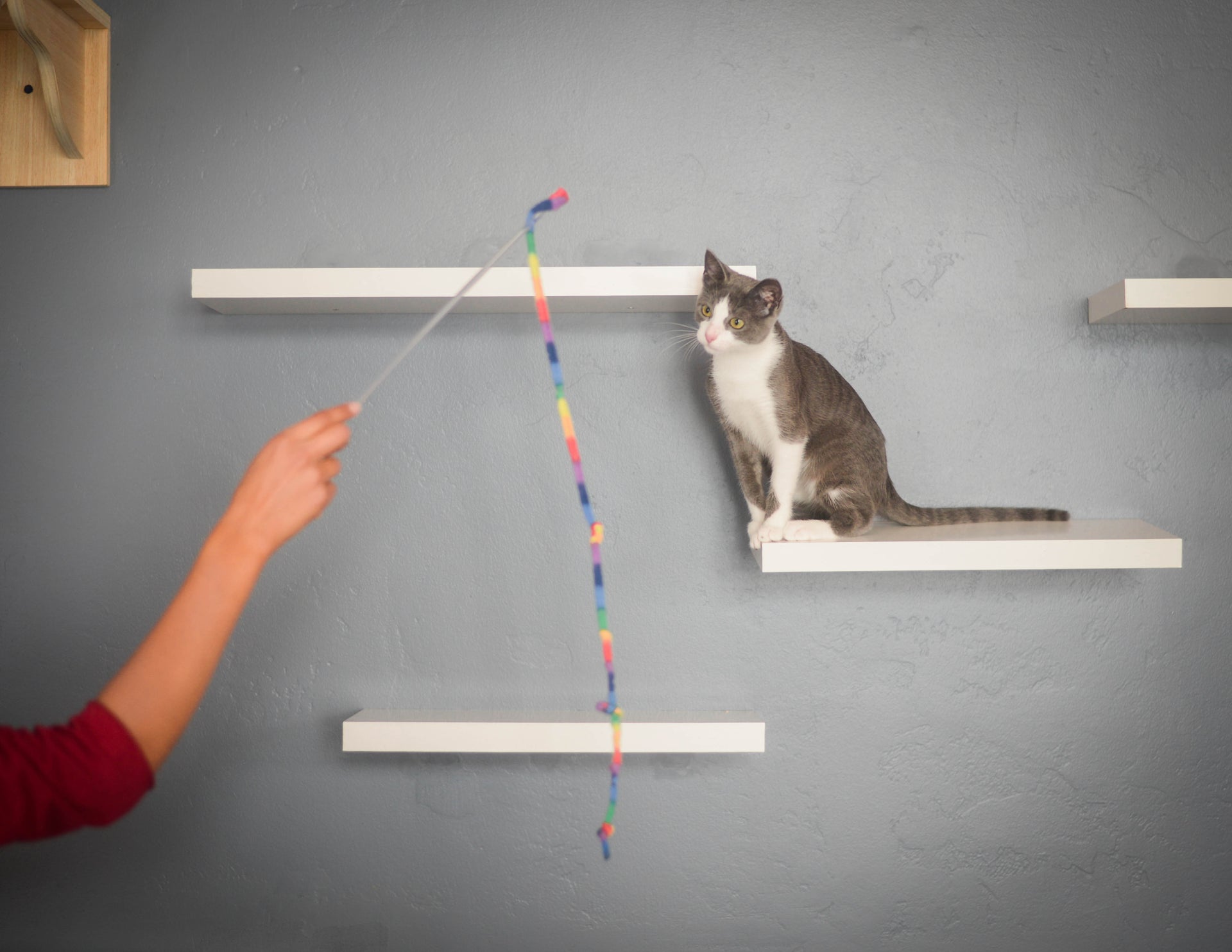 Tips: Making Your Home More Functional For Your Cat