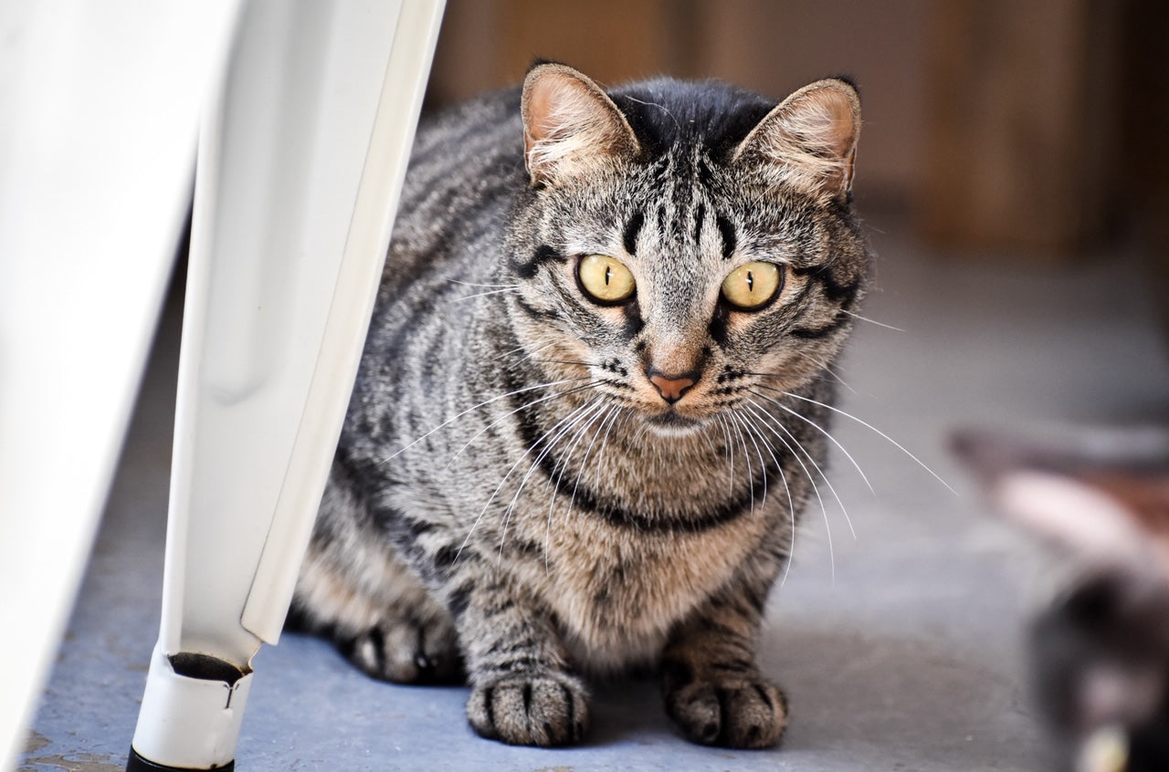 Your Friday Dose of Cat Gossip