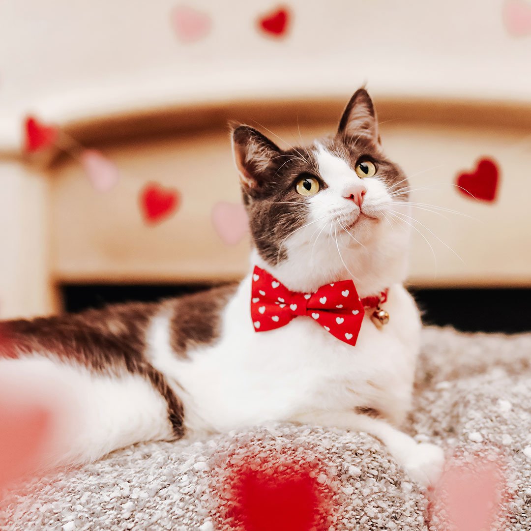 Valentine's Day Cat Lover's Gift Guide