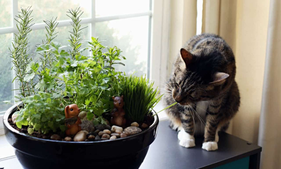 Cat Friendly Plants For Occupational Therapy photo