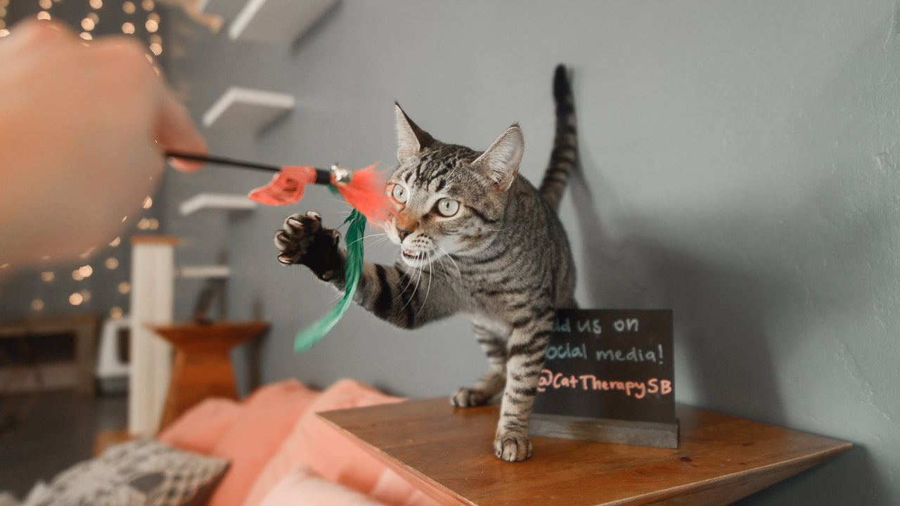 SPONSOR A RESCUED CAT
