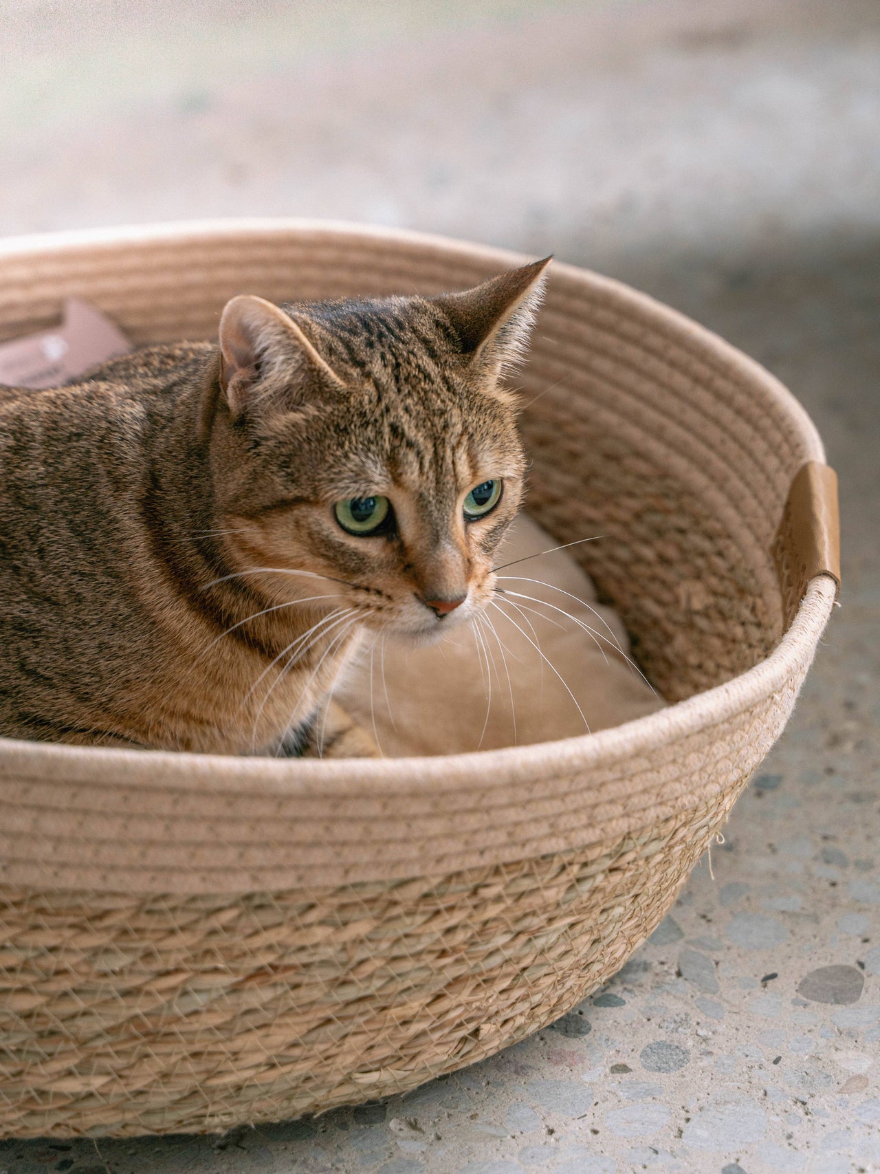 Neutral Cat Basket Bed with Cozy Pillow Insert