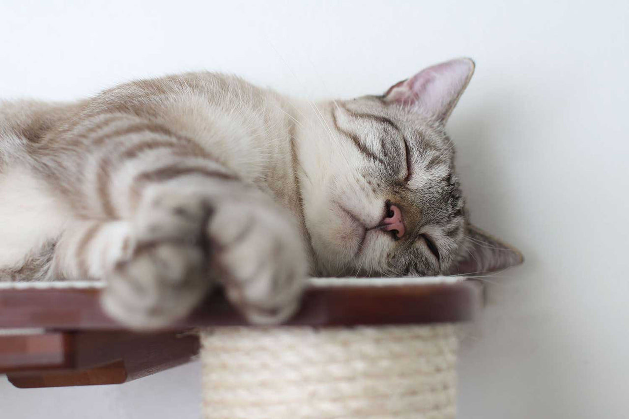 The Catacombs - Cat Tree Scratching Post System