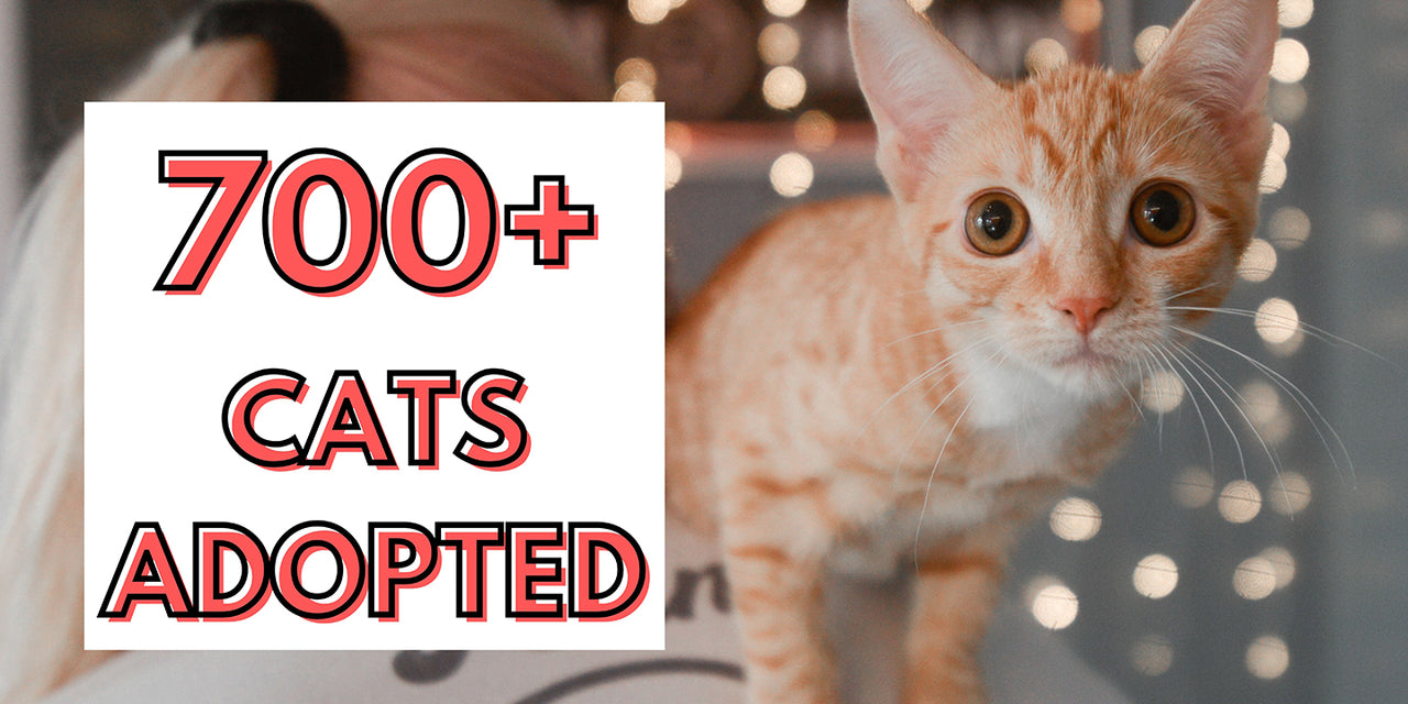 ADOPT Mission Meow Cats