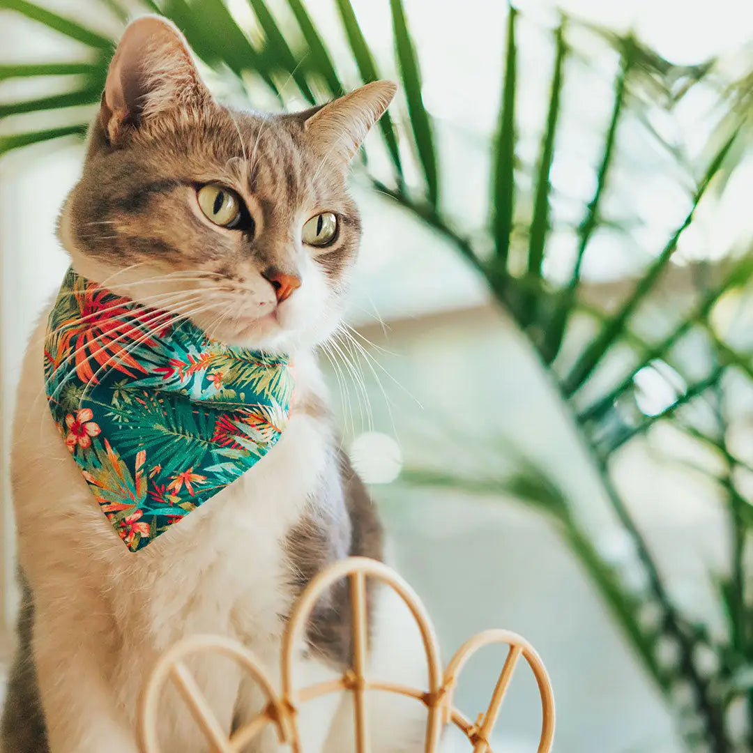 Breakaway Cat Collar with Bandana