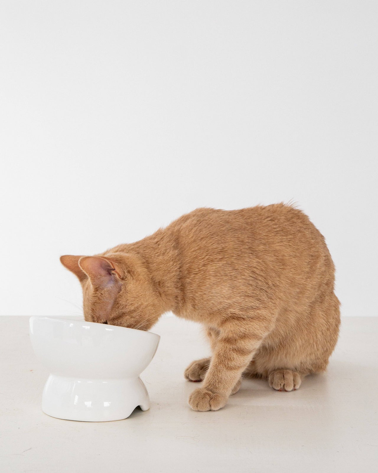 Cat Ceramic Elevated Bowl - White