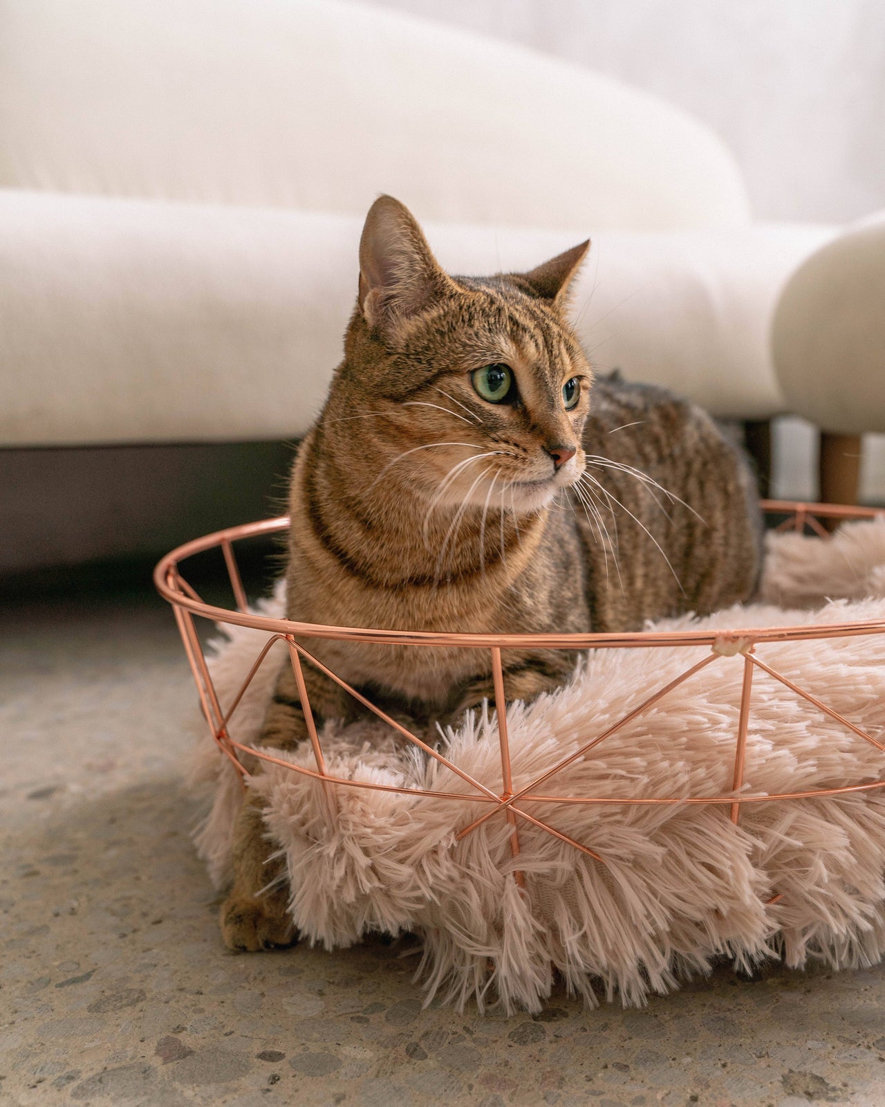 Rose Gold Wire Cat Bed with Anti-Stress Cushion